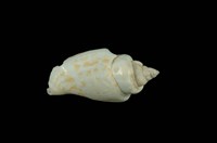 藏品(駝背鳳凰螺)的圖片